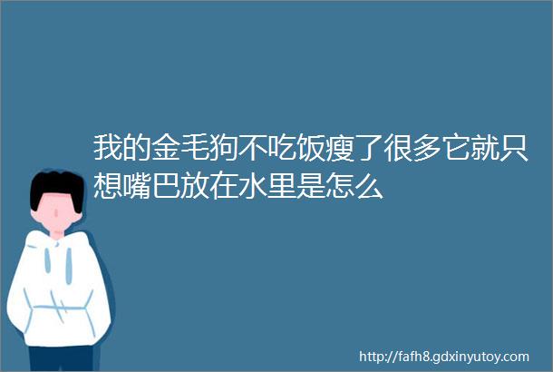 我的金毛狗不吃饭瘦了很多它就只想嘴巴放在水里是怎么